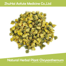 Natural Herbal Plant Chrysanthemum